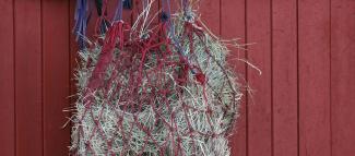 Hay hanging in a net from the stable door.