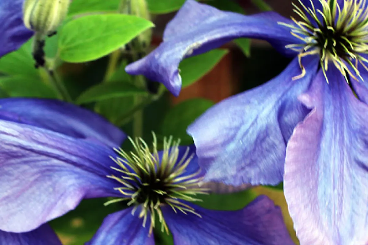 Light purple flowers and green leaves.